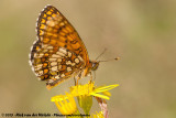 Heath Fritillary<br><i>Melitaea athalia athalia</i>