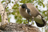 Canada Goose<br><i>Branta canadensis moffitti</i>