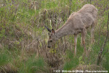 Mule Deer<br><i>Odocoileus hemionus hemionus</i>
