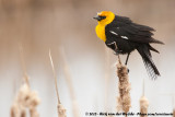 Yellow-Headed Blackbird<br><i>Xanthocephalus xanthocephalus</i>