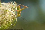 Common Speckled Bush-Cricket<br><i>Leptophyes punctatissima</i>