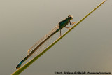 Blue-Tailed Damselfly<br><i>Ischnura elegans elegans</i>