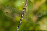 White-Tailed Skimmer<br><i>Orthetrum albistylum albistylum</i>