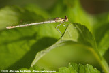 White-Legged Damselfy<br><i>Platycnemis pennipes</i>