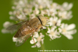 Horse-Fly spec.<br><i>Atylotus spec.</i>