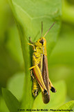 Large Marsh Grasshopper<br><i>Stethophyma grossum</i>