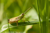 Meadow Grasshopper<br><i>Chorthippus parallelus parallelus</i>