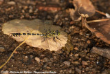 Small Pincertail<br><i>Onychogomphus forcipatus forcipatus</i>