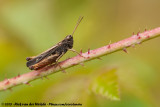 Woodland Grasshopper<br><i>Omocestus rufipes</i>