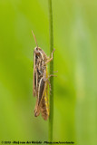 Sharp-Tailed Grasshopper<br><i>Euchorthippus declivus</i>