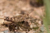 Italian Locust<br><i>Calliptamus italicus italicus</i>