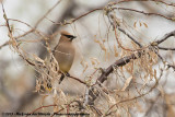 Cedar Waxwing<br><i>Bombycilla cedrorum</i>