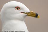 Ring-Billed Gull<br><i>Larus delawarensis</i>