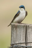 Tree Swallow<br><i>Tachycineta bicolor</i>