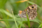 Wall Brown<br><i>Lasiommata megera megera</i>