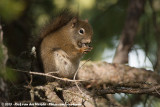 American Red Squirrel<br><i>Tamiasciurus hudsonicus columbianus</i>