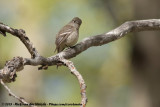 Pacific-Slope Flycatcher<br><i>Empidonax difficilis difficilis</i>