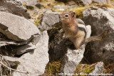 Golden-Mantled Ground Squirrel<br><i>Spermophilus lateralis tescorum</i>