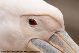 Great White Pelican<br><i>Pelecanus onocrotalus</i>