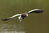Stellers Sea-Eagle<br><i>Haliaeetus pelagicus</i>