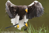 Stellers Sea-Eagle<br><i>Haliaeetus pelagicus</i>