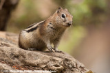 Golden-Mantled Ground Squirrel  (Mantelgrondeekhoorn)