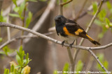 American Redstart<br><i>Setophaga ruticilla</i>