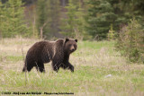Grizzly Bear<br><i>Ursus arctos horribilis</i>