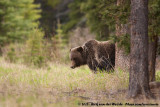 Grizzly Bear<br><i>Ursus arctos horribilis</i>