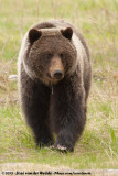 Grizzly Bear<br><i>Ursus arctos horribilis</i>