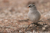 White-Crowned Sparrow<br><i>Zonotrichia leucophrys oriantha</i>