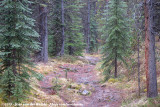 Forest Path to Moose Lake