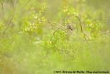 Lincolns Sparrow<br><i>Melospiza lincolnii lincolnii</i>