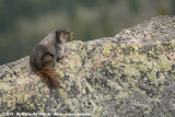 Hoary Marmot<br><i>Marmota caligata oxytona</i>