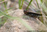 Speckledwinged Grasshopper<br><i>Arphia conspersa</i>