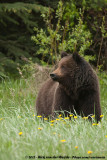 Grizzly BearUrsus arctos horribilis