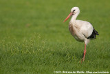 White Stork<br><i>Ciconia ciconia ciconia</i>