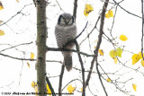 Northern Hawk Owl<br><i>Surnia ulula ulula</i>