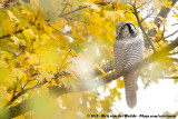 Northern Hawk Owl<br><i>Surnia ulula ulula</i>