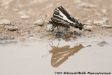Pale Swallowtail<br><i>Papilio eurymedon</i>