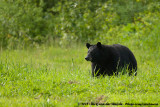 American Black Bear<br><i>Ursus americanus altifrontalis</i>