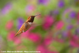 Rufous Hummingbird<br><i>Selasphorus rufus</i>