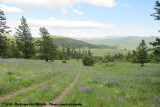 Open wooded plains south of Kamloops