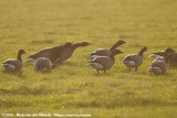 Dark-Bellied Brent Goose<br><i>Branta bernicla bernicla</i>