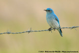 Mountain Bluebird<br><i>Sialia currucoides</i>