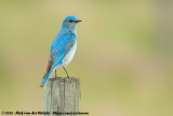 Mountain Bluebird<br><i>Sialia currucoides</i>