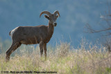 Bighorn Sheep<br><i>Ovis canadensis californiana</i>