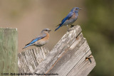 Western Bluebird<br><i>Sialia mexicana occidentalis</i>