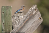 Western Bluebird<br><i>Sialia mexicana occidentalis</i>