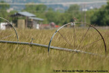 Wilsons Snipe<br><i>Gallinago delicata</i>